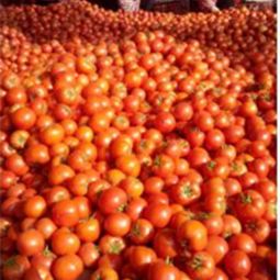 山東省日照市莒縣騰達(dá)農(nóng)產(chǎn)品公司 大紅硬果西紅柿批發(fā)供應(yīng)與價(jià)格行情分析